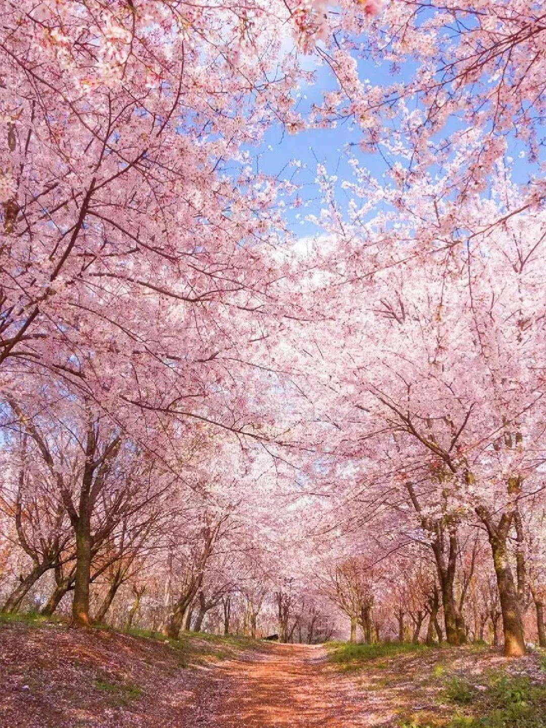 苏州阳澄湖半岛樱花图片