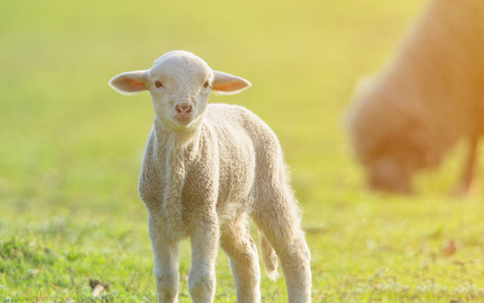 为什么羊没能成为人类的宠物?