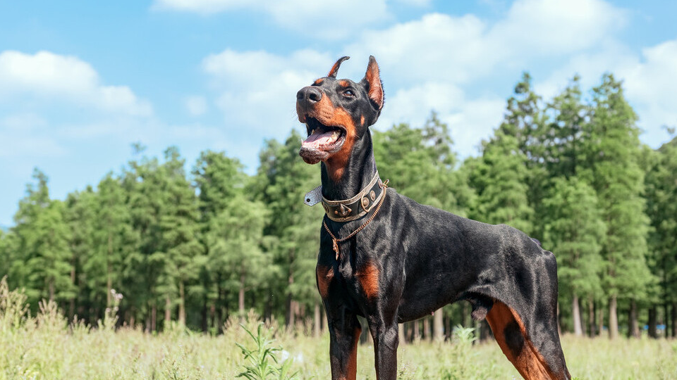 凶悍西装暴徒:杜宾犬,难以驾驭的狗狗_保护_营养_毛发