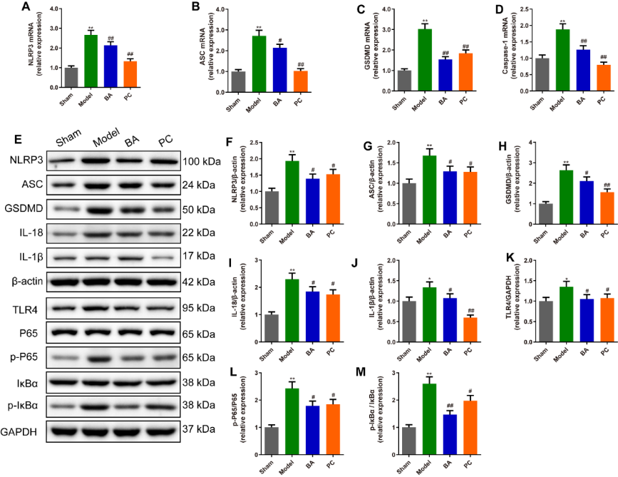 芽素_炎症_研究