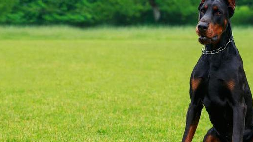 主人_马犬_狗狗