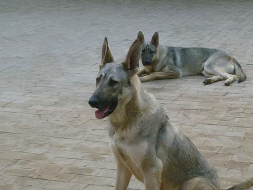 中国狼青是什么神仙宠物,这些好处只有养过的人才知道