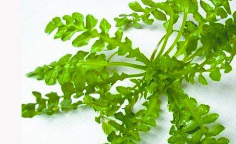 鱼腥草国外研究者从鱼腥草中分离出一种防癌抗癌物质,除对胃癌有型忖