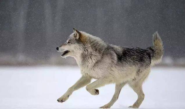 没有任何原则的男人,是没有骨气的男人,是没有骨头的男人,是该硬时硬