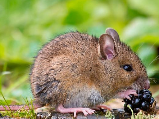 冬天竹鼠养殖防范技术,对新进竹鼠养殖的朋友有所启示