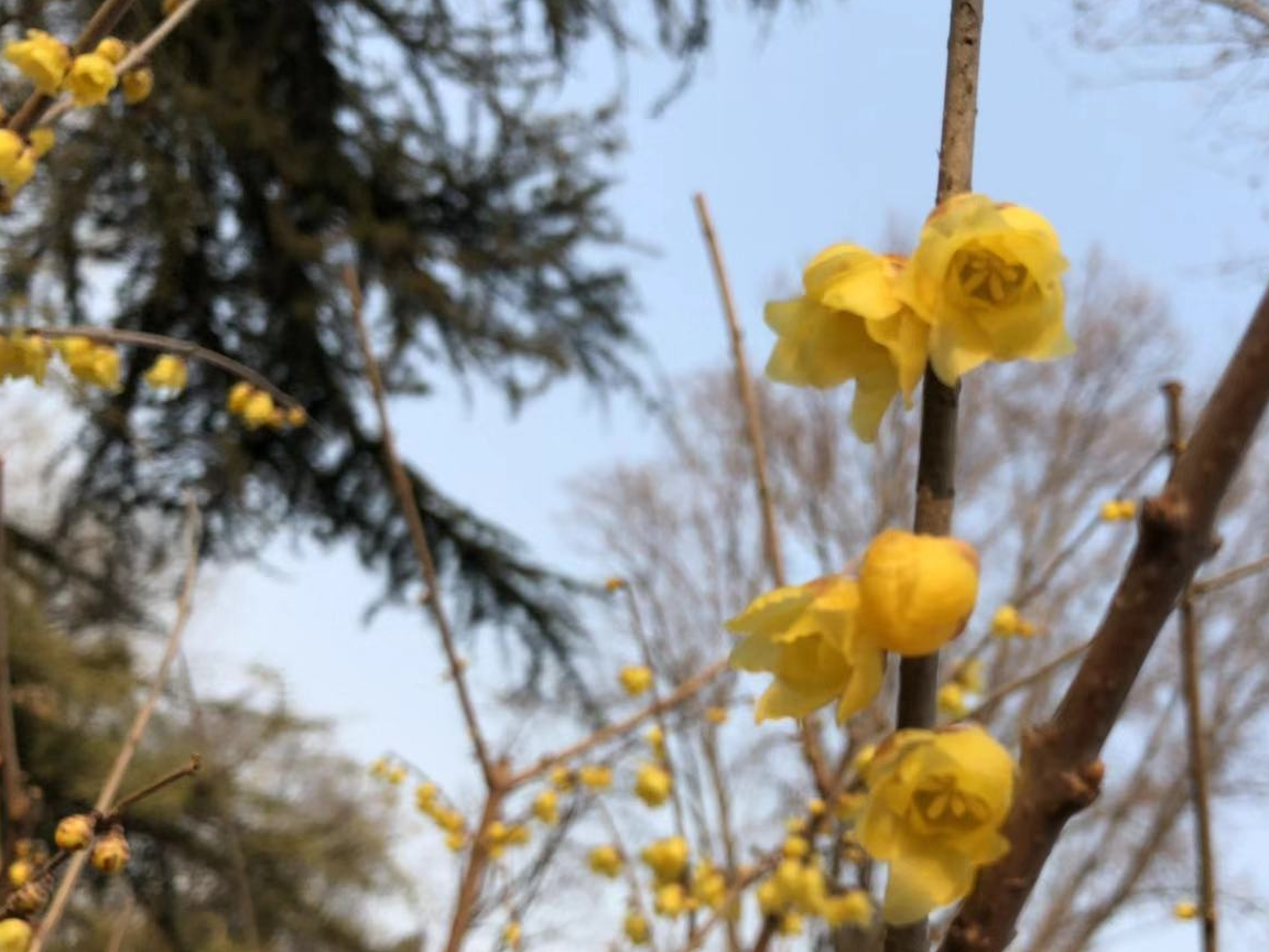 北京玉渊潭公园成百株腊梅开花了,你知道腊梅名字的由来吗?