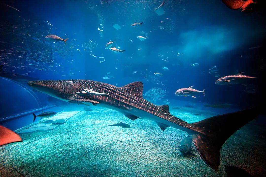 难养的秘密:水族馆的鲸鲨为何寿命如此短暂?