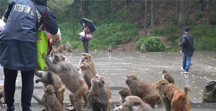 猴子抓女游客图片