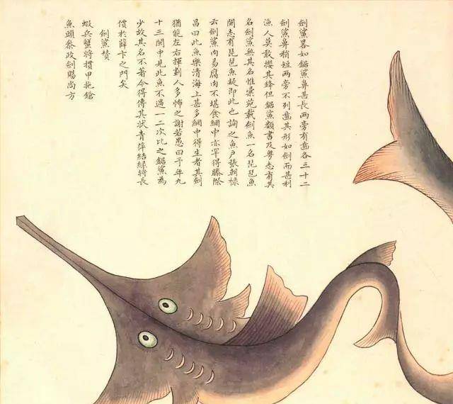 74鲎74锤头鲨74巨型章鱼74淡菜(别号东海夫人)这对于一套