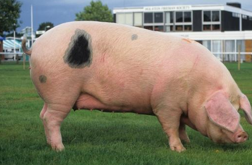 母猪水门肿粉色图片