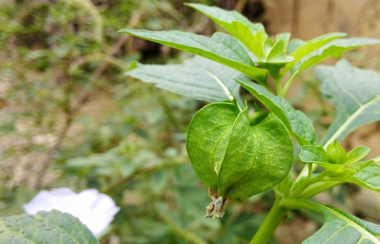 农村茅厕边野草,果实像灯笼,曾被当做害草,如今成稀罕上等野菜_朋友