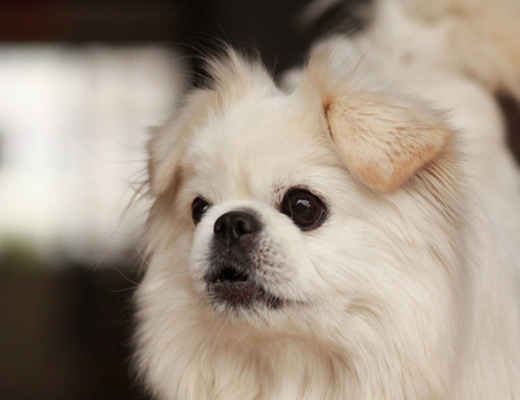 原因只有六个!_狗狗_血统_品种