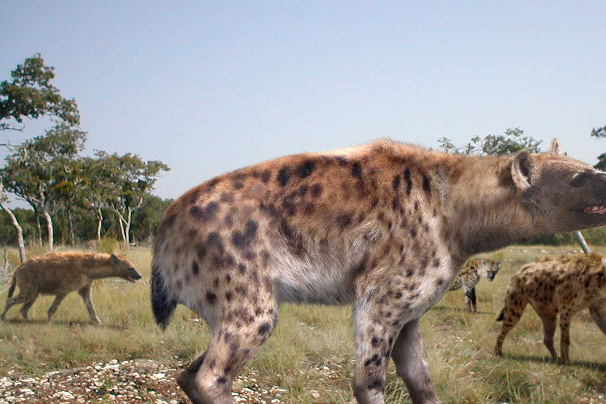 为什么鬣狗总是骚扰狮子,却只有鬣狗吃狮子,没有狮子吃鬣狗呢?