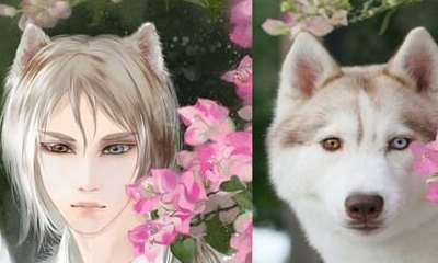 网友把哈士奇"拟人化"!淘气二哈画风一变,回眸倾国!