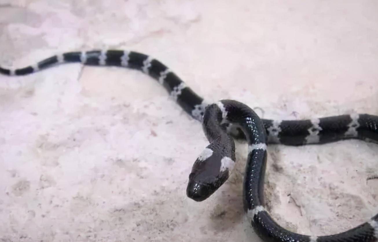 所以大家在外出时一定要注意好安全,更不要一时心血来潮去挑衅毒蛇