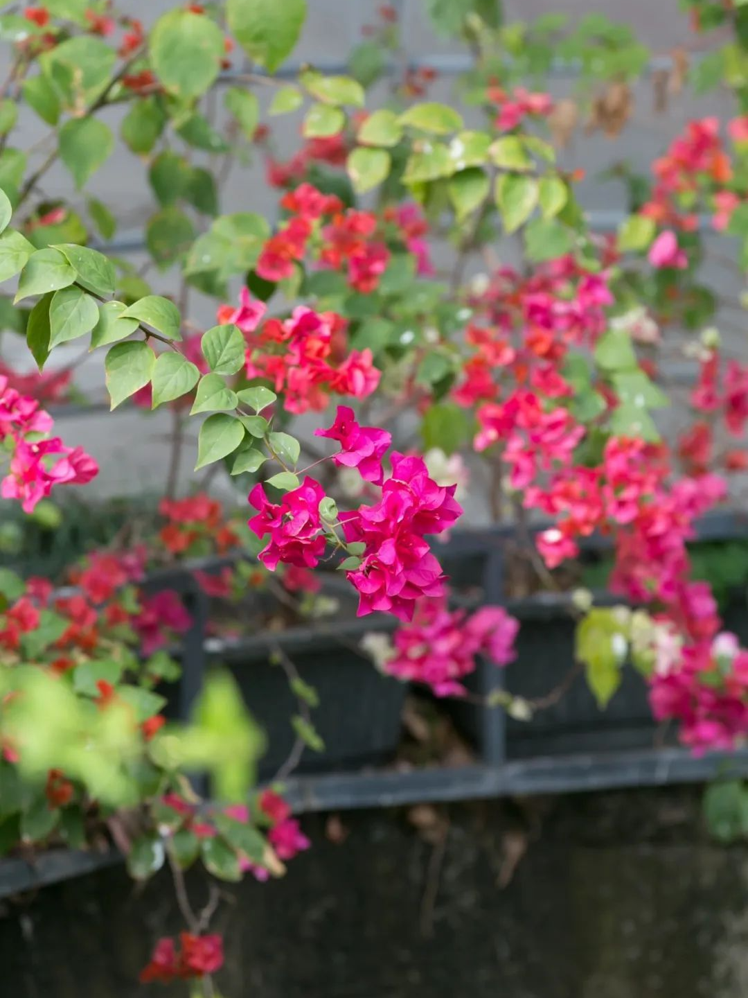 鮮花不打烊,東莞莞城各個公園已拉開春的序幕_春花