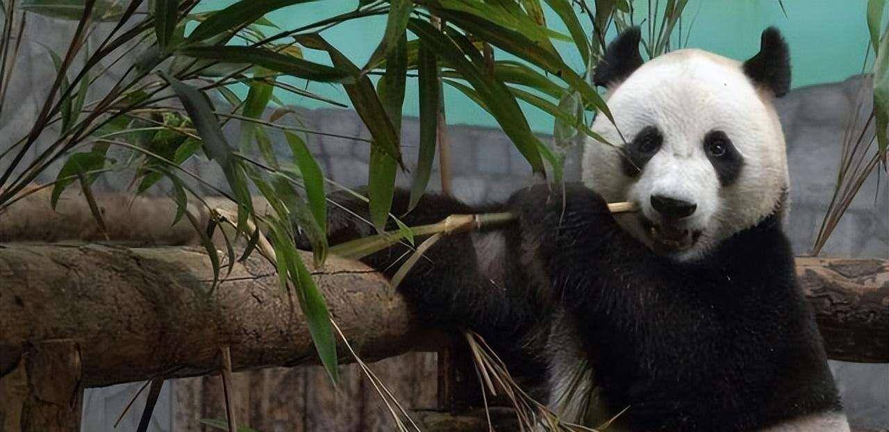 大熊猫如意 来自搜狐网