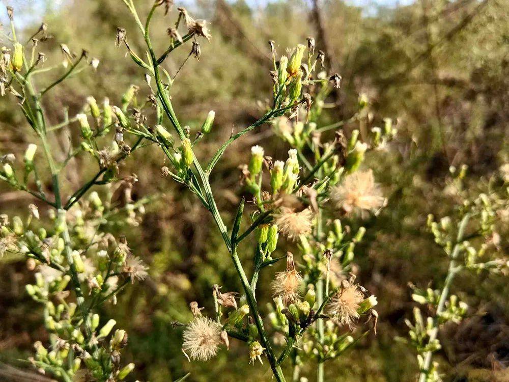 這種草本植物的瘦果類似於蒲公英的特性,容易藉助風力進行遠距離播散