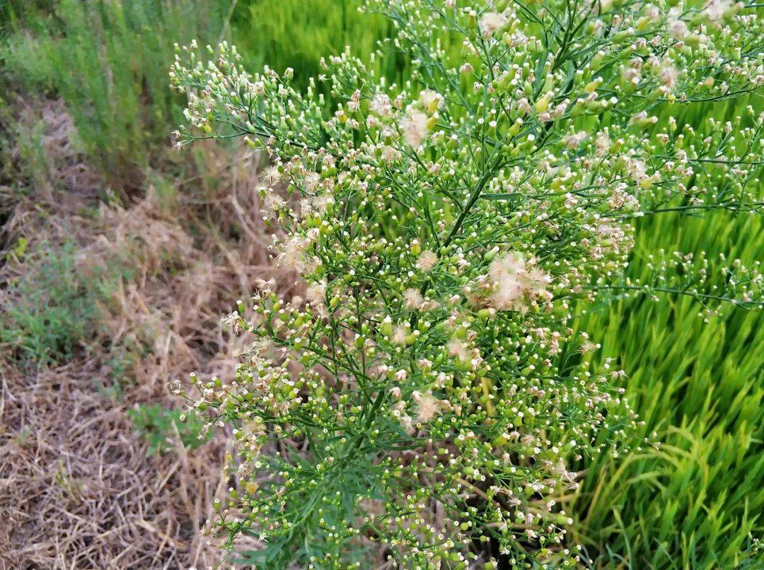 总的来说,小蓬草是一种兼具益处与危害的植物,值得我们深入认识和