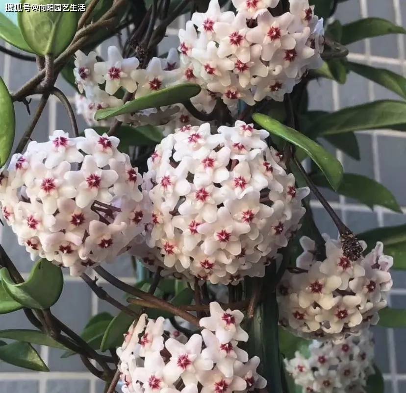 开春养盆球兰,早春栽种,夏季就能开花,切记,用小盆