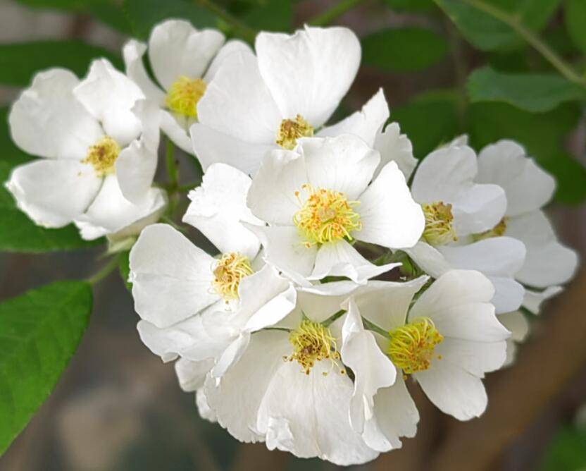 篱边开尽野蔷薇_wm_html_cn