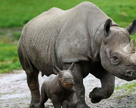 6种最强悍的陆地生物,两头熊上榜,狮子排不上号!_战斗