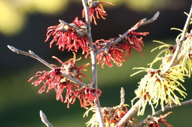 从下周起,将喜获开门红,财运不断攀升,发财不是梦的4