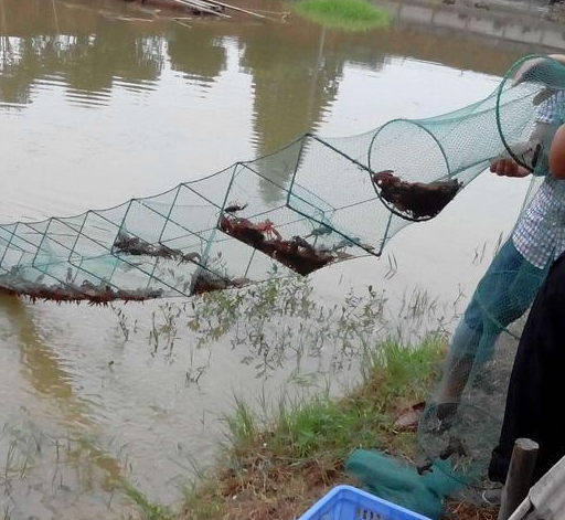 采取捕大留小,天天张捕的方式捕捞小龙虾,从4月份开始坚持每天用地笼