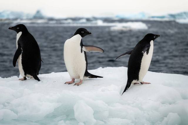 帝企鹅是一种特殊的鸟类,它们的翅膀虽然不能用于飞翔,但在水下游泳时