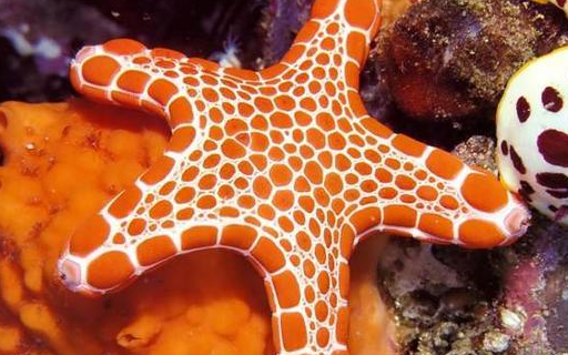 动物世界:五颜六色的小霸王——海星_腕足_海洋_生活