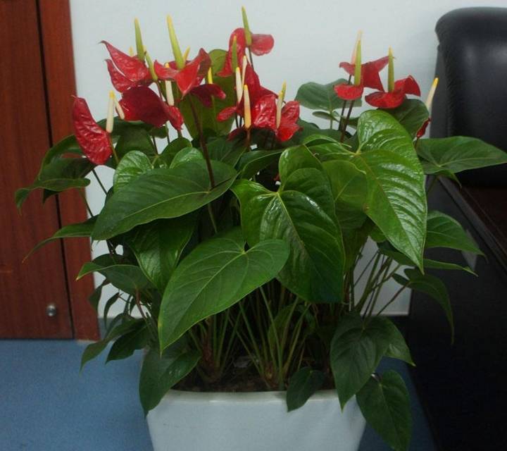 壁纸 花 盆景 盆栽 植物 桌面 720_640