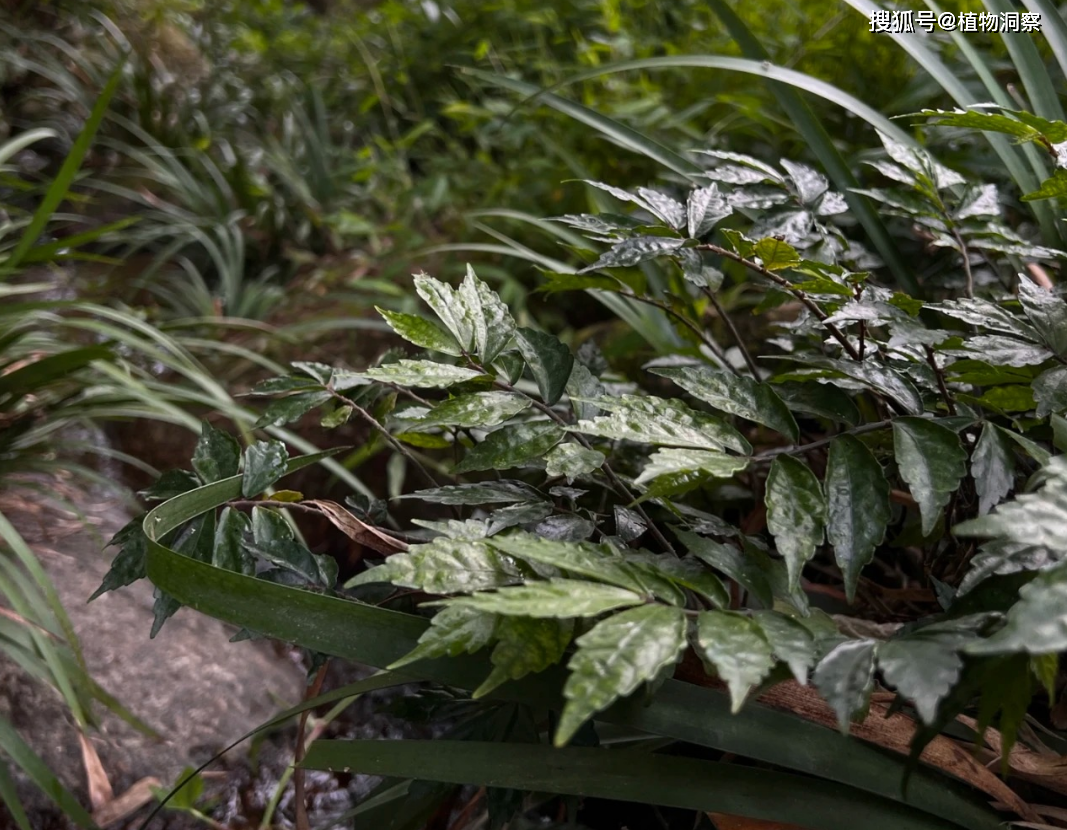 赤车,又称小锦枝,赤车使者,有3大作用,价值极高,农民!