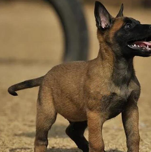 确认过眼神,你是养狗的人,宠主特质集合_马犬_主人