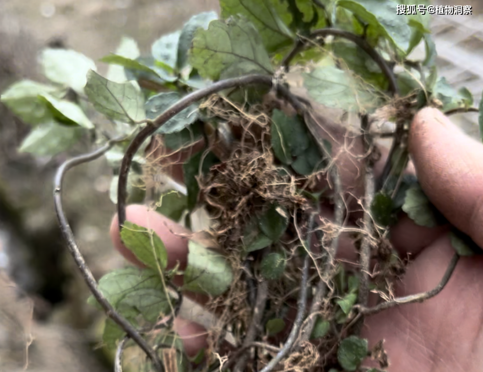 赤车,又称小锦枝,赤车使者,有3大作用,价值极高,农民!