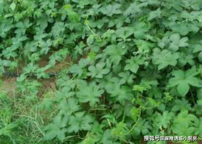 农村害草之一的拉拉秧,碰到它就会被拉得生疼,药用