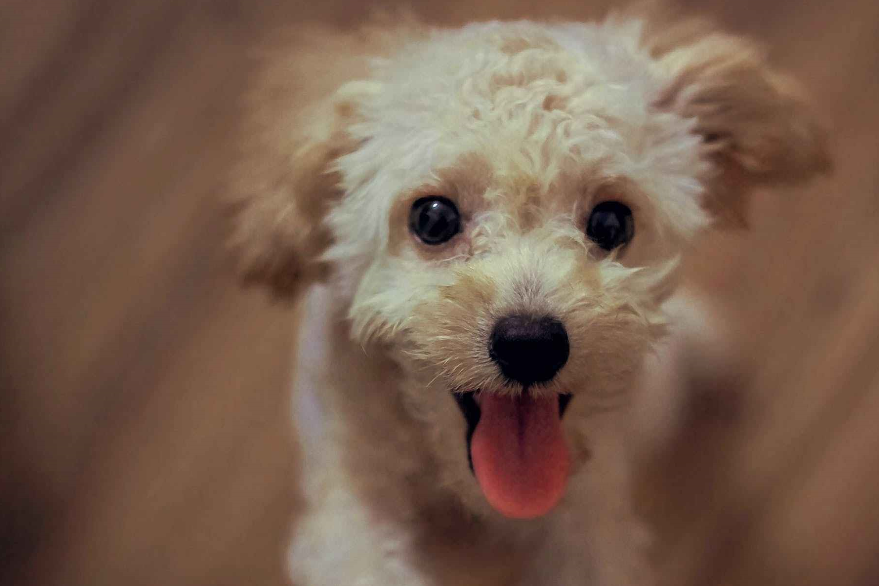 泰迪断尾是为了更美观?可别忽视了狗狗的骨骼