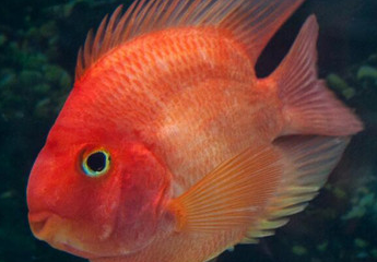 如何饲养鹦鹉鱼?饲养鹦鹉鱼的8种