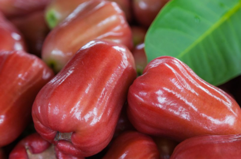 这种水果就是好看又好吃的莲雾了,莲雾又叫做洋浦桃,在我国很多的