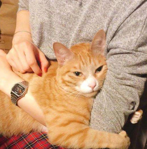 网友:橘猫"报仇"不