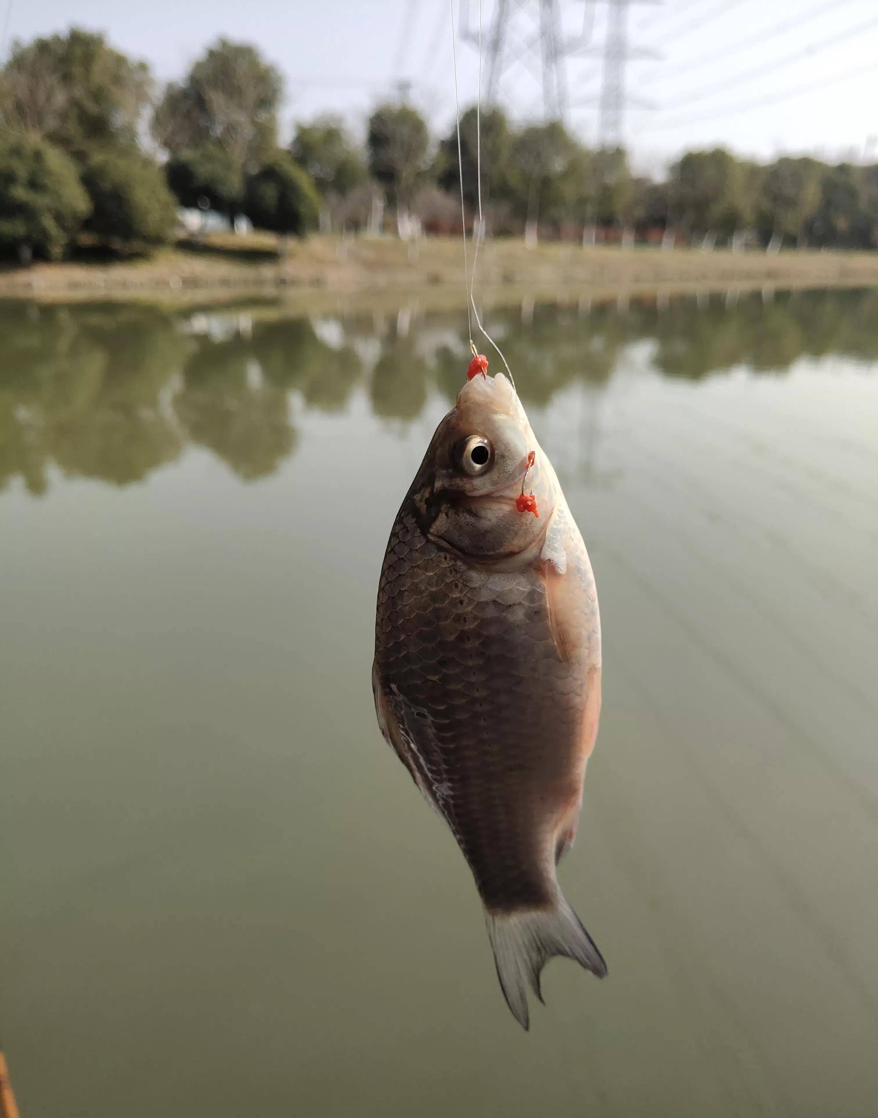 温度_鲫鱼_原因