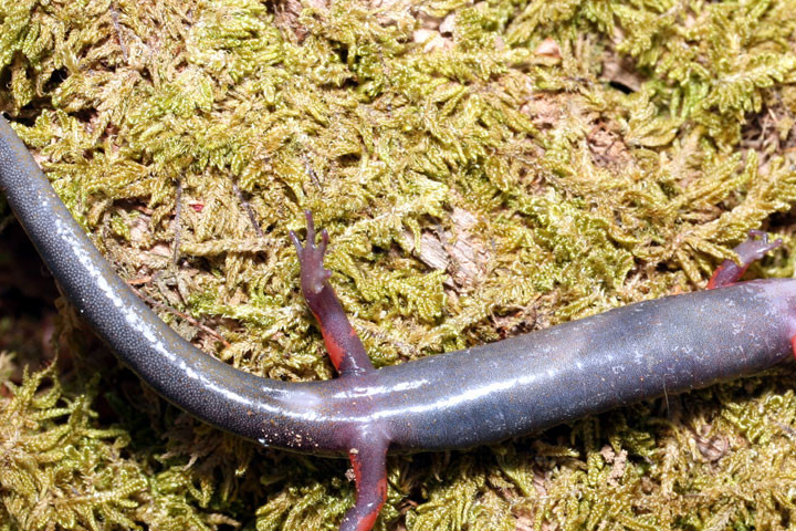 红腿蝾螈,活泼的断尾不仅能吸引捕食者,还有一项强大技能