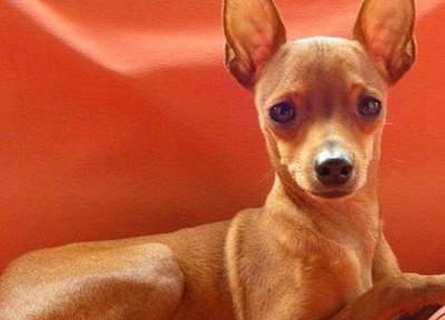 养宠经验:小鹿犬例假洗澡好不好,小鹿犬例假期间洗澡好吗_狗狗_建议