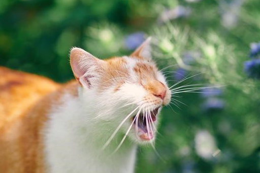 由人,kazou还是被迫切除了剩下的一个眼球,成为了一只没有眼睛的猫咪