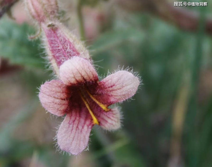 地黄,又称狗奶子,婆婆奶,有4大作用,价值极高,农民朋友要了解!_植物_