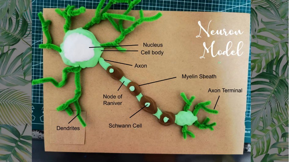 神经元模型橡皮泥图片