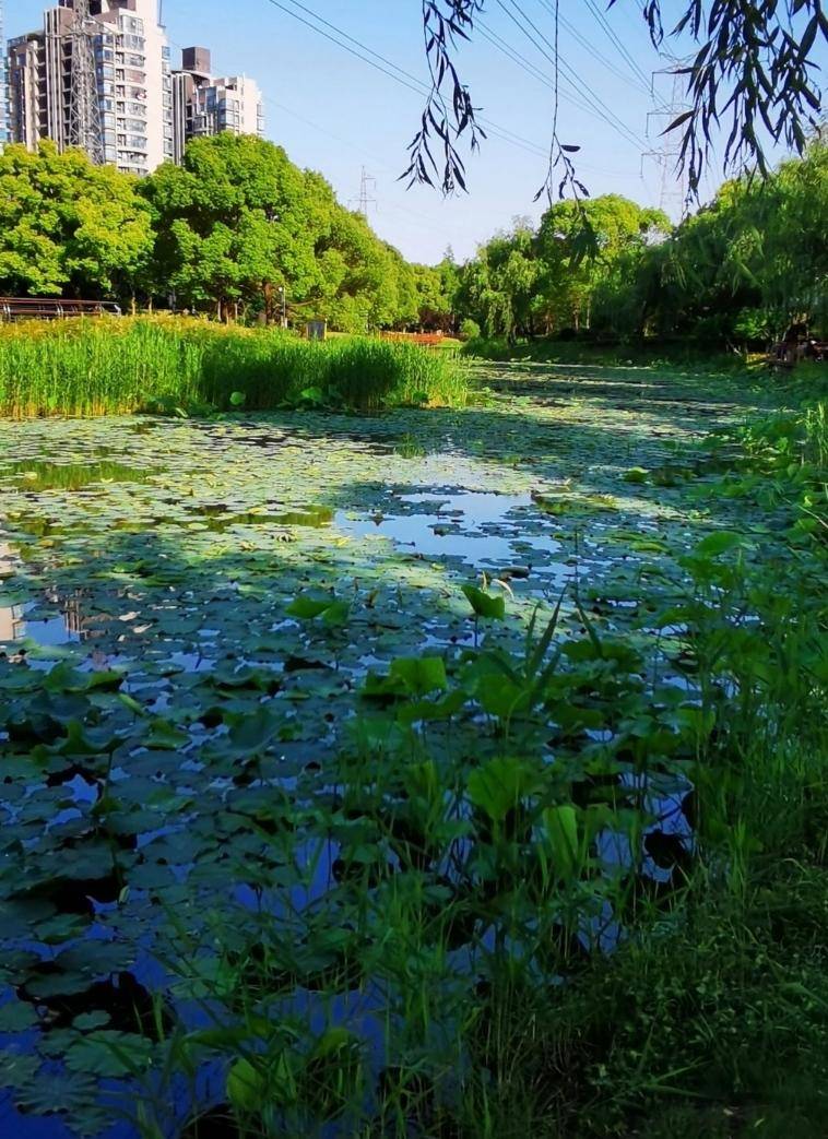 上海古美湿地公园图片