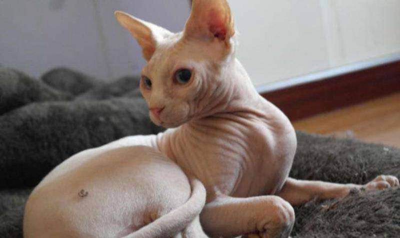 当年"无毛猫"售价几万都被哄抢,为什么如今几千块也没