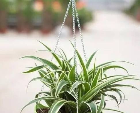 5,人称甲醛杀手_吊兰_植物学_绿色