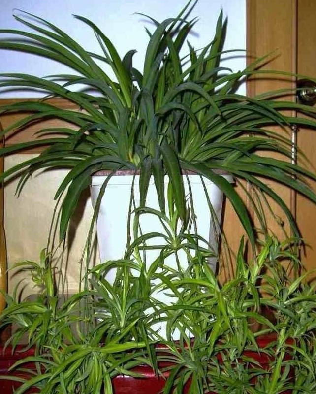 吊兰养成瀑布状,就是这么简单!_叶子_盆栽_根系