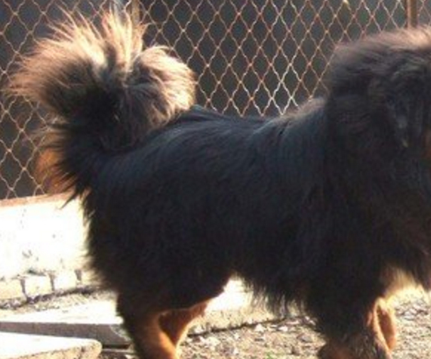 星座命理解析:养獒千万要注意这些,免遭灾祸_质量_才能_成功经验